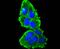 Keratin 16 antibody, A03393-1, Boster Biological Technology, Immunocytochemistry image 