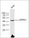 Succinate Receptor 1 antibody, orb157370, Biorbyt, Western Blot image 