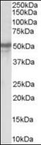 Neuropeptide Y Receptor Y5 antibody, orb94932, Biorbyt, Western Blot image 