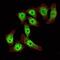 Kruppel Like Factor 4 antibody, GTX82771, GeneTex, Immunofluorescence image 