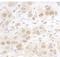 Dril2 antibody, A302-564A, Bethyl Labs, Immunohistochemistry frozen image 