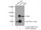 Signal Transducing Adaptor Molecule antibody, 12434-1-AP, Proteintech Group, Immunoprecipitation image 