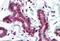 SET Domain Containing 7, Histone Lysine Methyltransferase antibody, MBS245424, MyBioSource, Immunohistochemistry paraffin image 