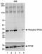 Ribosomal Protein S6 antibody, NB100-1553, Novus Biologicals, Immunohistochemistry frozen image 