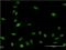 Oligodendrocyte Transcription Factor 2 antibody, H00010215-M03, Novus Biologicals, Immunofluorescence image 