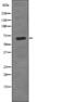 CREB Regulated Transcription Coactivator 1 antibody, PA5-64858, Invitrogen Antibodies, Western Blot image 