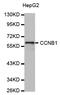 Cycb antibody, LS-C330940, Lifespan Biosciences, Western Blot image 