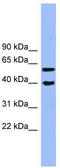 Allantoicase antibody, TA344861, Origene, Western Blot image 