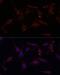 IBP-8 antibody, LS-C746876, Lifespan Biosciences, Immunofluorescence image 