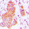 Casein Kinase 1 Epsilon antibody, LS-C352053, Lifespan Biosciences, Immunohistochemistry paraffin image 