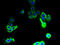 S36A2 antibody, A64990-100, Epigentek, Immunofluorescence image 