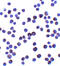 Interleukin 11 antibody, 8453, ProSci, Immunocytochemistry image 