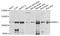 Transient Receptor Potential Cation Channel Subfamily V Member 1 antibody, STJ111299, St John