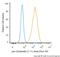 Keratin 1 antibody, NBP1-48348AF488, Novus Biologicals, Flow Cytometry image 