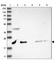 Integrin Subunit Beta 3 Binding Protein antibody, HPA028463, Atlas Antibodies, Western Blot image 
