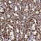 Acyl-CoA Dehydrogenase Family Member 9 antibody, NBP1-82749, Novus Biologicals, Immunohistochemistry frozen image 