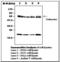 BH3 Interacting Domain Death Agonist antibody, LS-C62284, Lifespan Biosciences, Western Blot image 