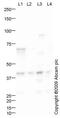 G Protein Subunit Alpha Q antibody, ab75825, Abcam, Western Blot image 