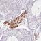 Fibroblast Growth Factor 17 antibody, HPA052600, Atlas Antibodies, Immunohistochemistry frozen image 