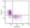 CD24 Molecule antibody, 98-691, ProSci, Western Blot image 