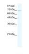 Zinc Finger Protein 750 antibody, orb324484, Biorbyt, Western Blot image 