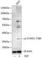 Cyclin D1 antibody, A00149T286, Boster Biological Technology, Western Blot image 