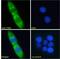 FMR1 Autosomal Homolog 1 antibody, 45-058, ProSci, Western Blot image 