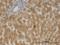 Prostaglandin E Synthase 3 antibody, H00010728-M01, Novus Biologicals, Immunohistochemistry paraffin image 