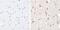 Protein Tyrosine Kinase 2 Beta antibody, 710087, Invitrogen Antibodies, Immunohistochemistry frozen image 
