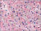 Apolipoprotein A2 antibody, AP22595PU-N, Origene, Immunohistochemistry frozen image 