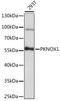 PBX/Knotted 1 Homeobox 1 antibody, A15301, ABclonal Technology, Western Blot image 