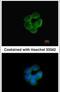 Nicotinamide Nucleotide Transhydrogenase antibody, PA5-27834, Invitrogen Antibodies, Immunofluorescence image 