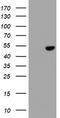 Selenium Binding Protein 1 antibody, TA504740, Origene, Western Blot image 