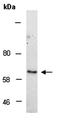 NGFI-A-binding protein 2 antibody, orb67130, Biorbyt, Western Blot image 
