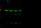 Actin Related Protein 3 antibody, 15179-T54, Sino Biological, Western Blot image 