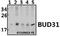 Protein BUD31 homolog antibody, A11662, Boster Biological Technology, Western Blot image 