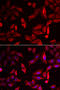Serpin Family B Member 9 antibody, 22-183, ProSci, Immunofluorescence image 