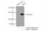 Spliceosome Associated Factor 3, U4/U6 Recycling Protein antibody, 18025-1-AP, Proteintech Group, Immunoprecipitation image 