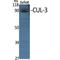 Cullin 3 antibody, LS-C382948, Lifespan Biosciences, Western Blot image 