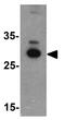 Apolipoprotein A1 antibody, GTX17116, GeneTex, Western Blot image 