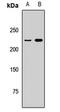 Thyroid Hormone Receptor Interactor 12 antibody, LS-C668051, Lifespan Biosciences, Western Blot image 