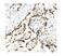 Tripartite Motif Containing 28 antibody, M00409-1, Boster Biological Technology, Immunohistochemistry frozen image 