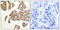 BCL2 Associated Agonist Of Cell Death antibody, A03520S91-1, Boster Biological Technology, Immunohistochemistry frozen image 