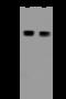 Angio-associated migratory cell protein antibody, 207567-T40, Sino Biological, Western Blot image 