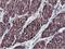 IlvB Acetolactate Synthase Like antibody, LS-C173053, Lifespan Biosciences, Immunohistochemistry frozen image 