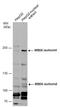 Methyl-CpG Binding Domain Protein 5 antibody, GTX131242, GeneTex, Western Blot image 