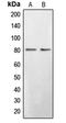 Bromodomain Containing 3 antibody, LS-C353038, Lifespan Biosciences, Western Blot image 