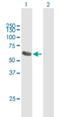 Protein Phosphatase, Mg2+/Mn2+ Dependent 1J antibody, H00333926-B01P, Novus Biologicals, Western Blot image 