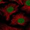 PHD Finger Protein 10 antibody, PA5-63154, Invitrogen Antibodies, Immunofluorescence image 