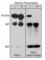 Protein Kinase C Alpha antibody, PP1091, ECM Biosciences, Western Blot image 